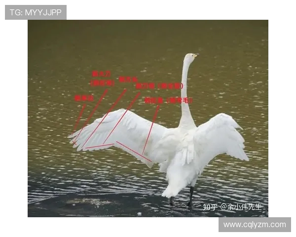 科学羽毛球节奏训练方法提升运动表现与技巧的全面指南 科学羽毛球节奏训练方法提升运动表现与技巧的全面指南